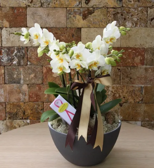 Beyaz Zarafet Phalaenopsis Orkide