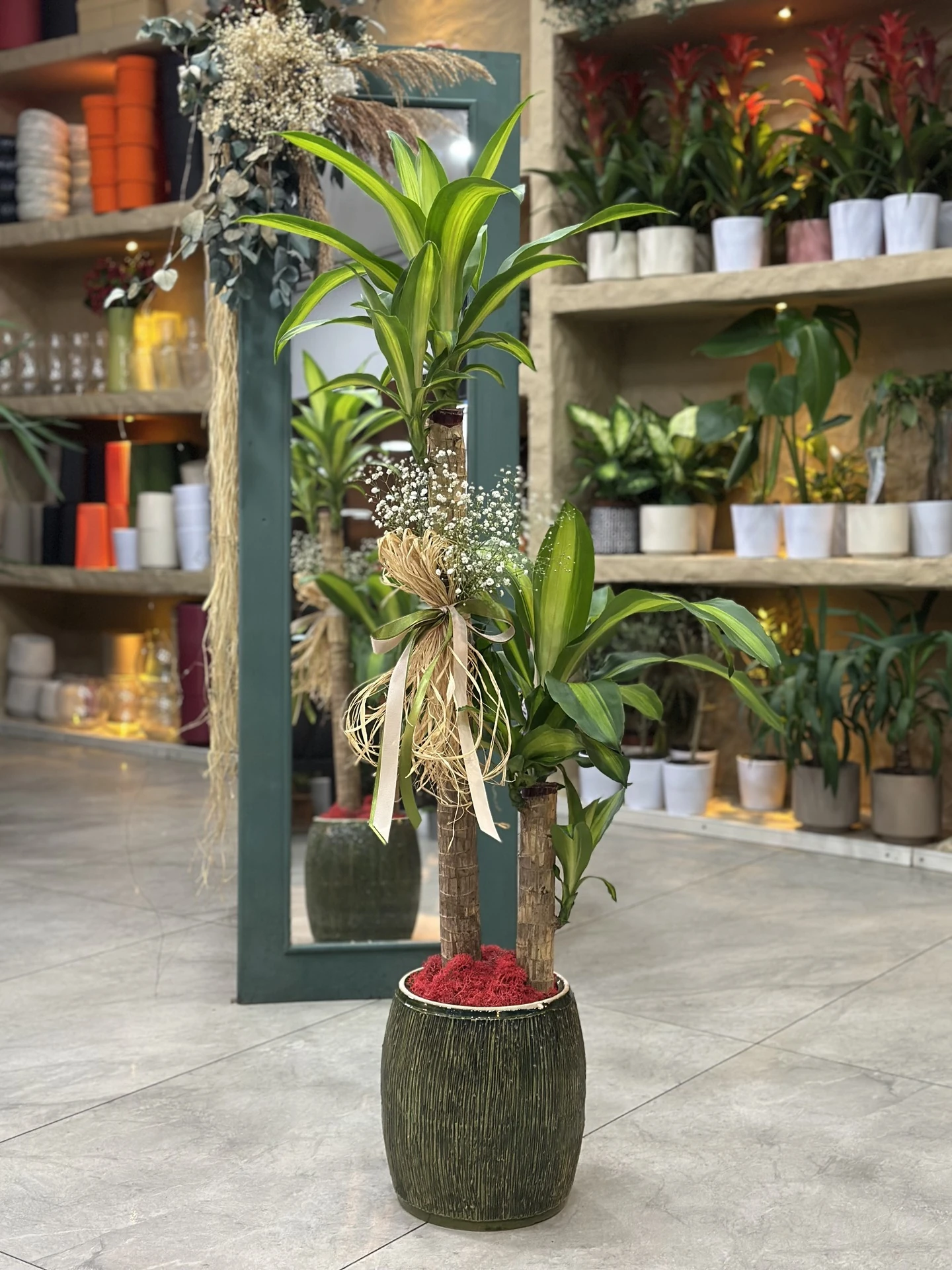 2 Gövdeli Dracaena Massangeana