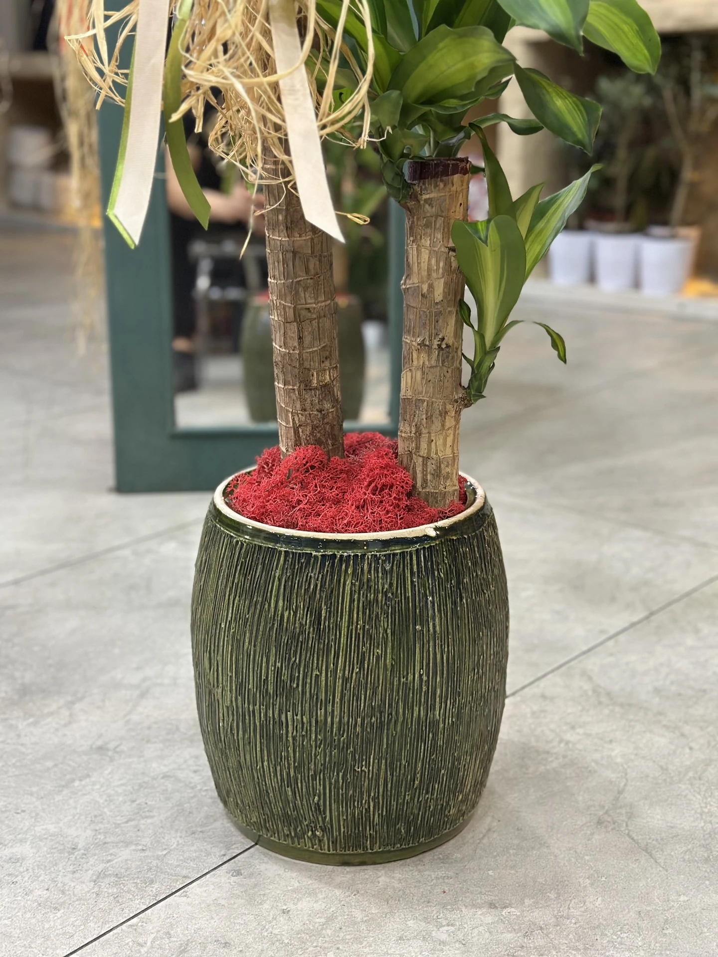 2 Gövdeli Dracaena Massangeana