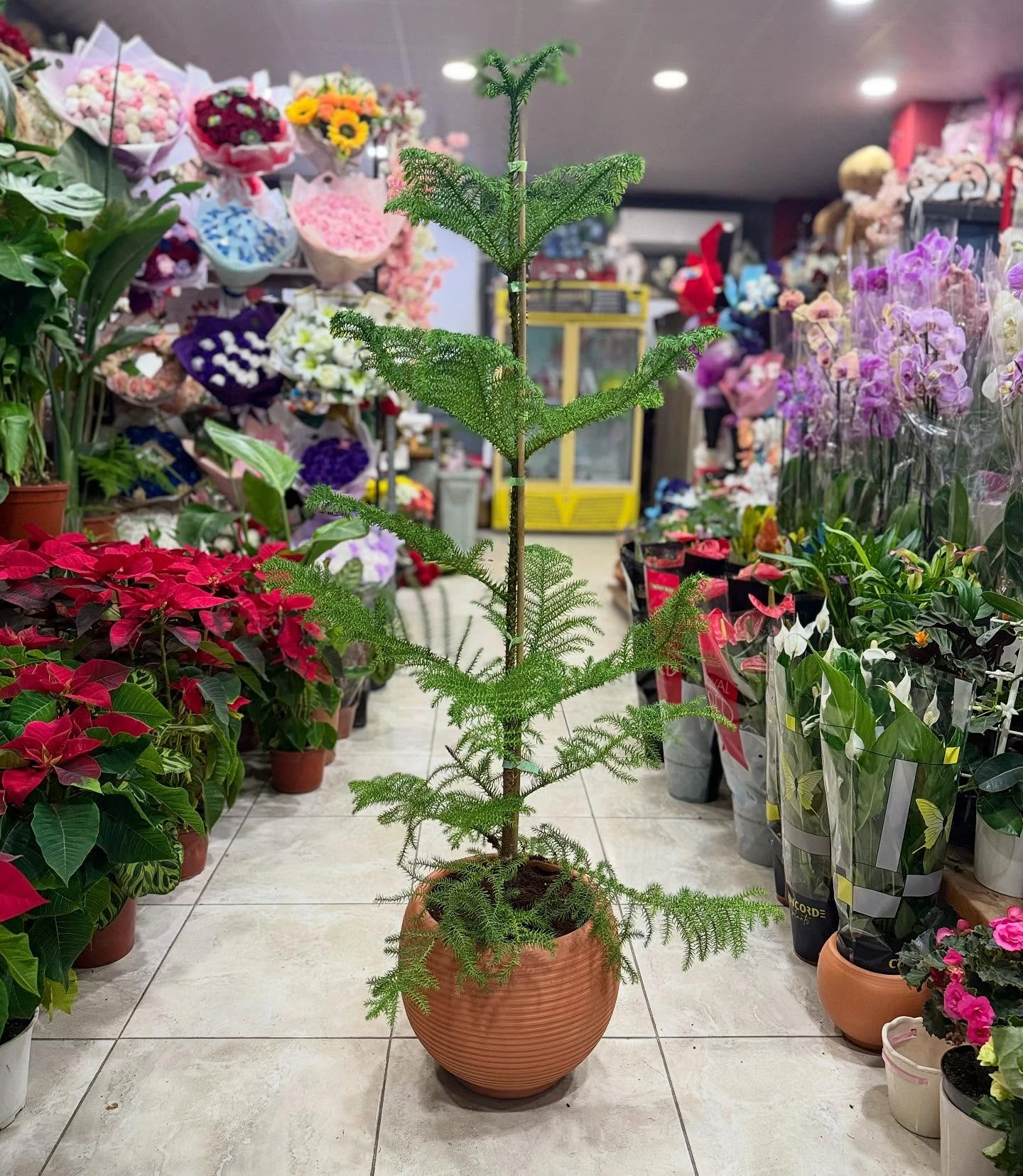 Araucaria (Salon Çamı) Canlı İç Mekân Bitkisi