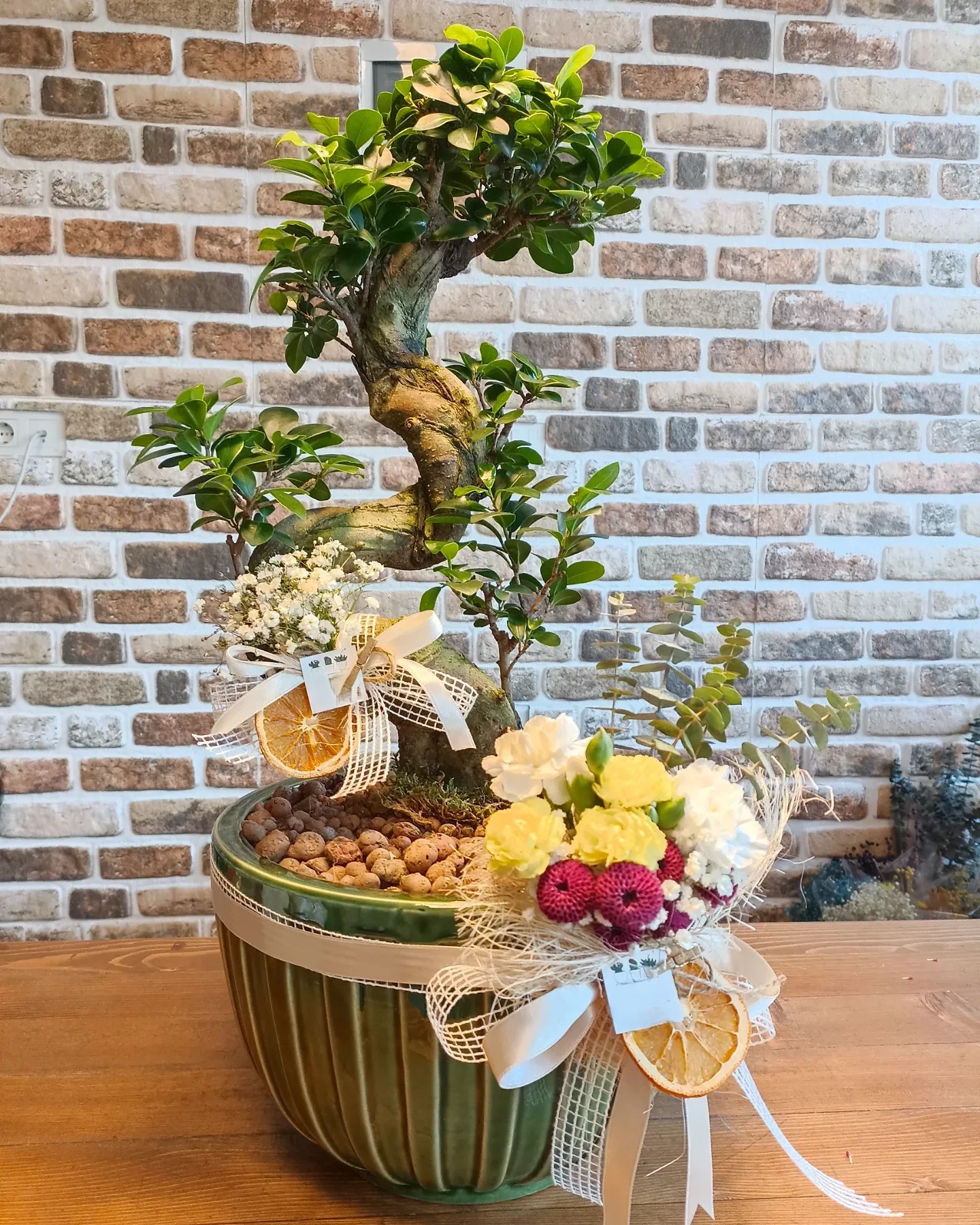 Ficus Ginseng Bonsai (Bonsai Benjamin) Saksıda