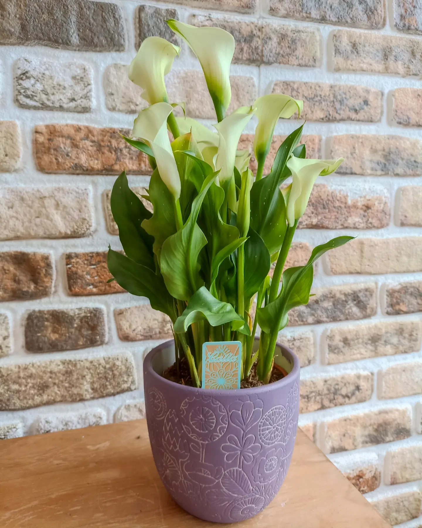 Beyaz Kala (Calla Lily) Saksı Çiçeği